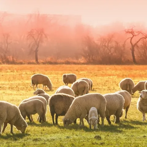 sheep grazing