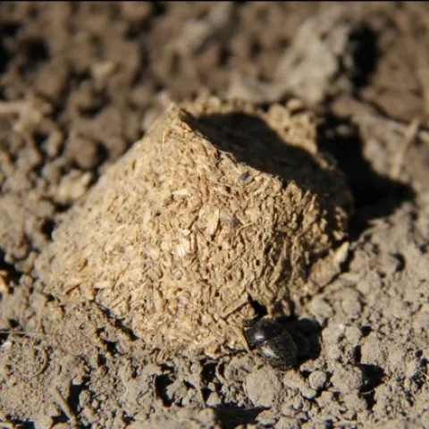 dung beetle