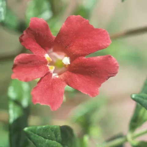 Monkey flower