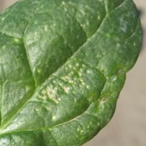 Stippling on a spinach leaf from leafminer feeding