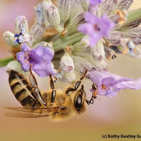 A velevety tree ant touches the antenna of a honey bee in this photo taken on lavender blossoms in Vacaville, Calif. (Photo by Kathy Keatley Garvey)