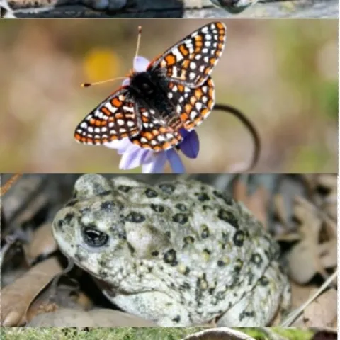 Sable Palm, Mexican wolf, jaguar, ocelot, Quino Checkerspot Butterfly, Arroyo Toad, Peninsualr Bighorn Sheep, Ferruginous Pygmy owl