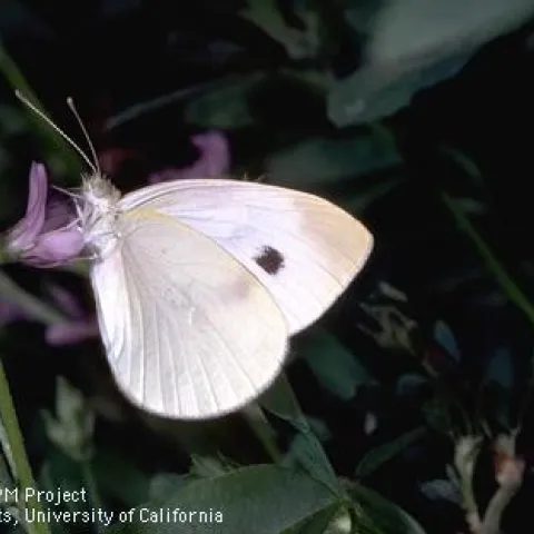Imported cabbageworm butterfly (Credit: Jack Kelly Clark)