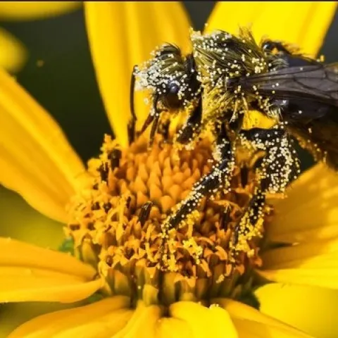 sciencemag.org