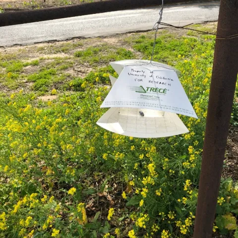 Pheromone trap