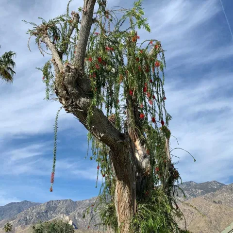 topped tree