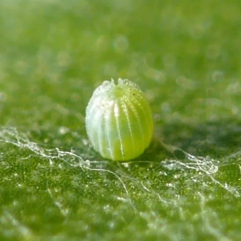 Painted lady butterfly eggs are laid singly on plants, including sunflower, a host of painted ladies.