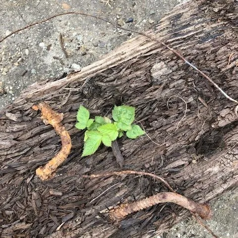 Blackberry growing out of a railroad tie.