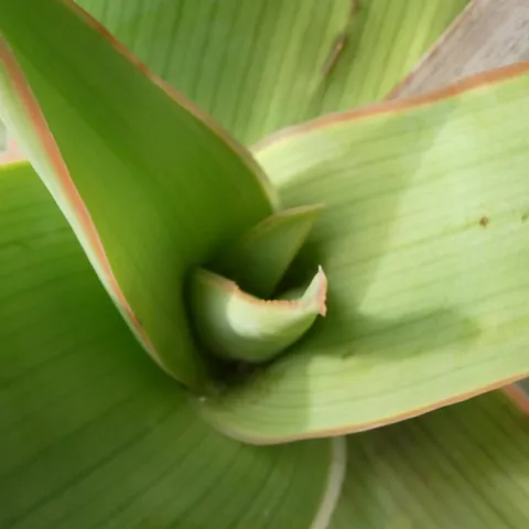 Aloe k 1