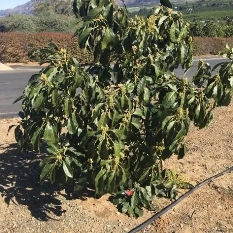 wilting