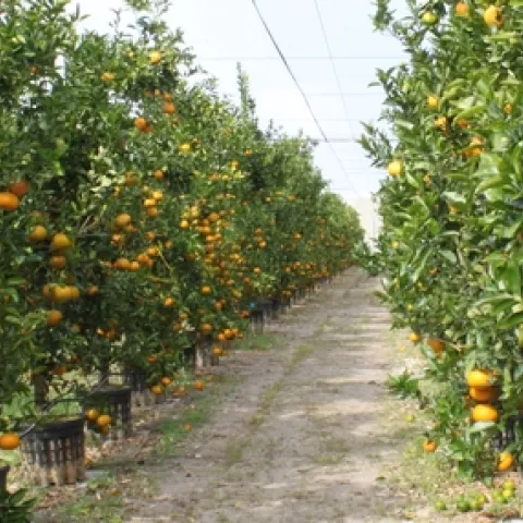 Citrus CUPS
