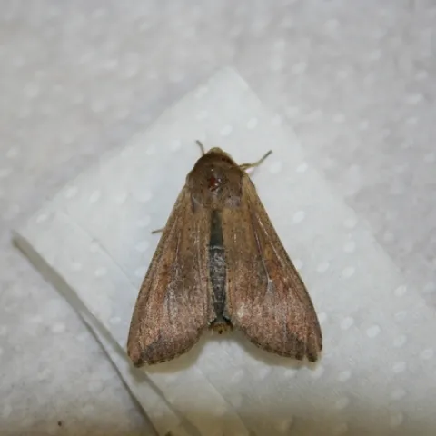Armyworm adult #4