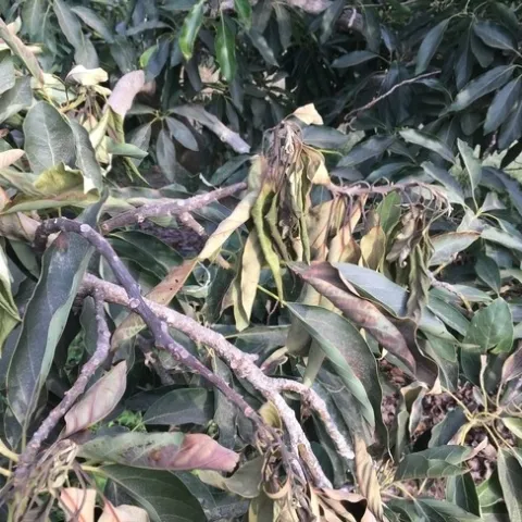 Heat stress to avocado leaves