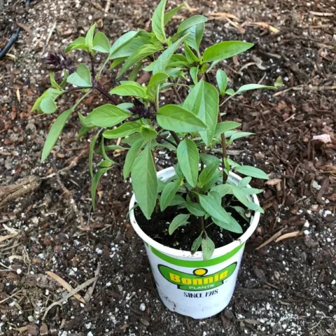 basil trisha rose