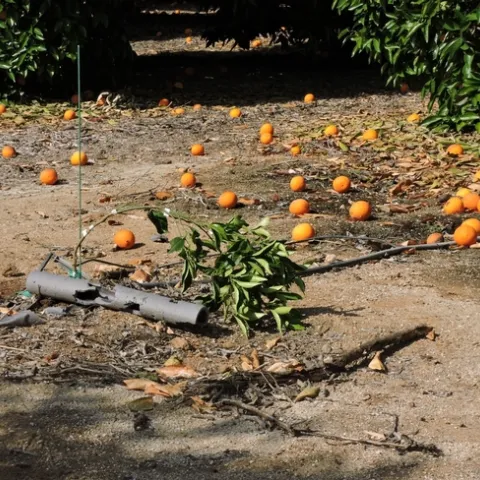 citrus replant