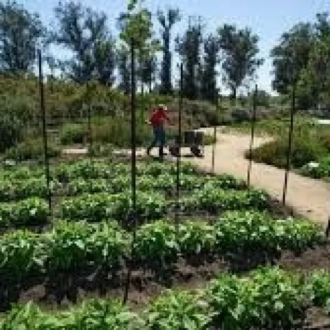 garden