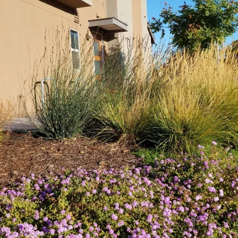 Home landscape with woody mulch and flowering ground cover.