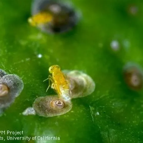 Aphytis