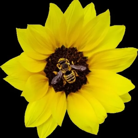 bee on marigold