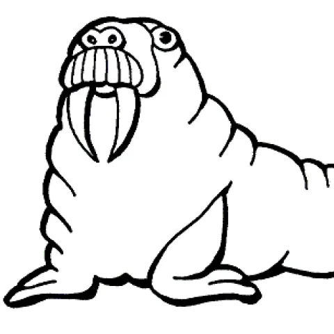 walrus canning