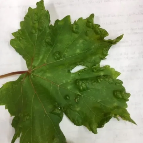 Grape1
