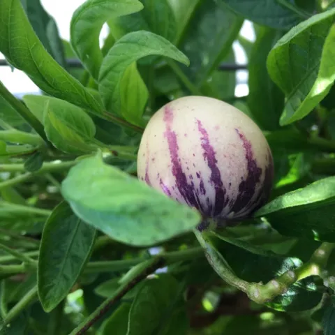 Pepino