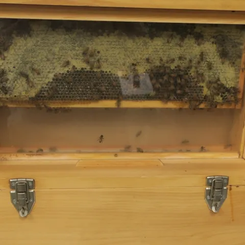 ObservationHive