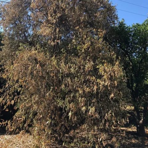 citrus dry root rot