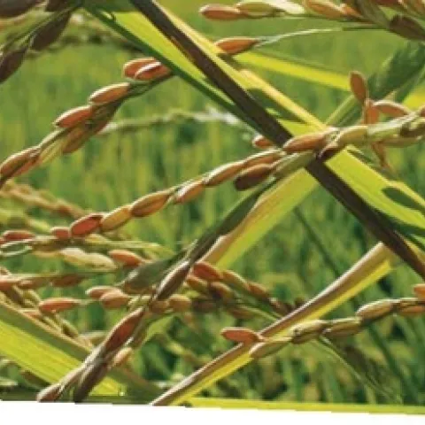 weedy rice