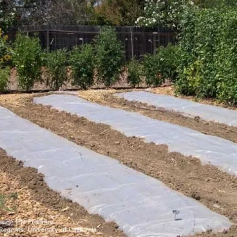 Solarizing planting beds in a garden. (Karey Windbiel-Rojas, UC IPM)