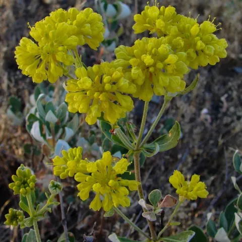 Eriogonum umbellatum var. ahartii, Robert D. Fischer