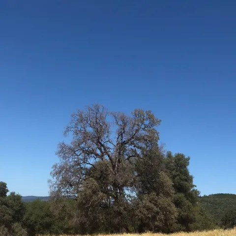 blue oak dying