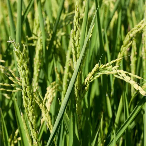 Rice plant