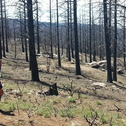 burned-area