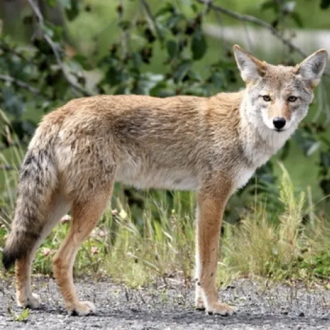 Coyote-Web
