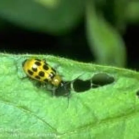 And here's a cucumber beetle having lunch--or maybe dinner (UC ANR)