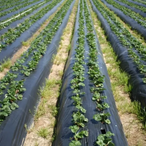 2019 Cost of Production Study for Organic Strawberries Now Available