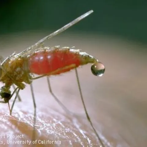 Mosquito feeding. (Jack Kelly Clark)