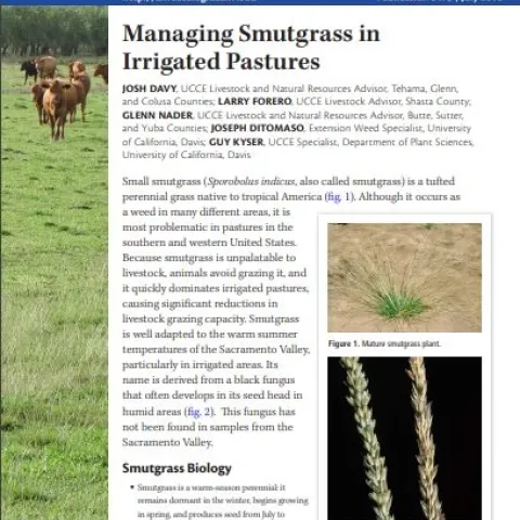 smutgrass pub