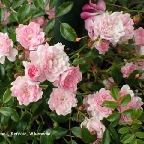 Roses