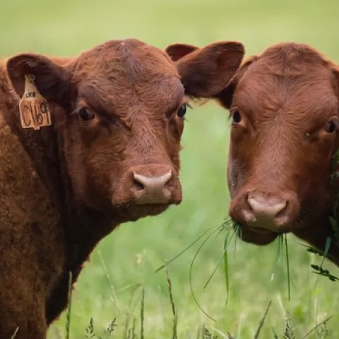 Red beef USDA Flickr