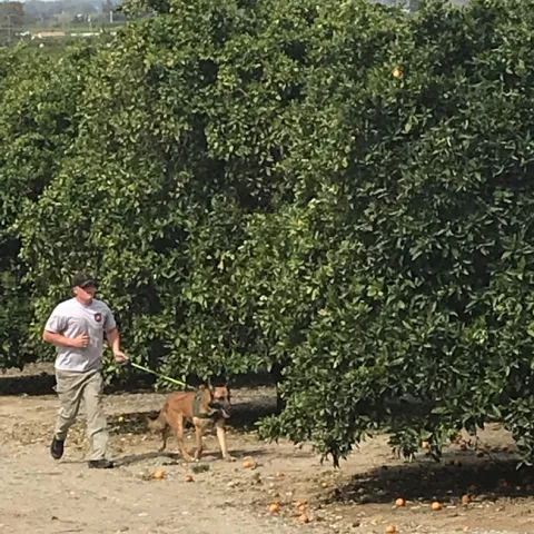 dog survey