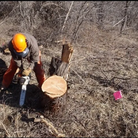 Second Cut to a Russian Olive Stump