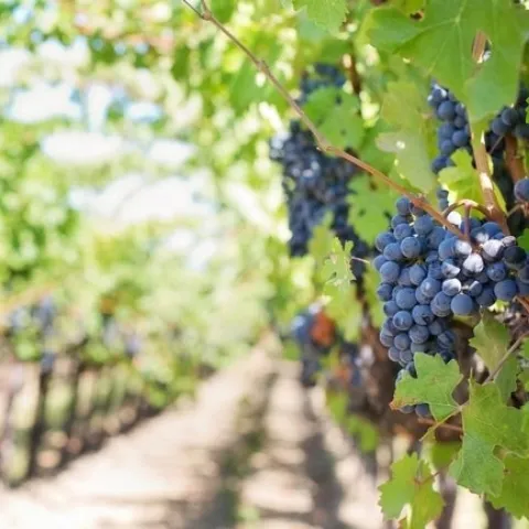Red grapes in vineyard ANR photo