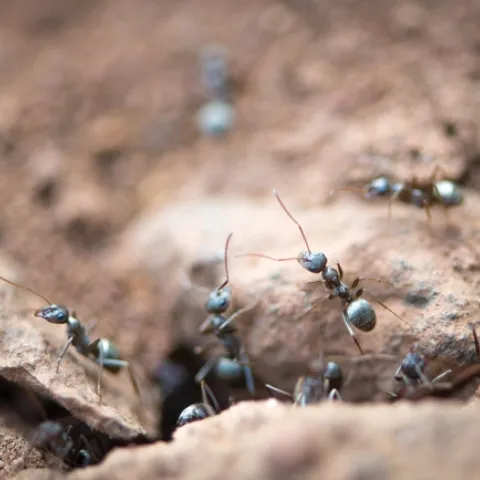 ants are good