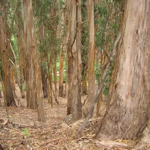 euc mulch covering