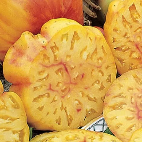 tomato ripe...