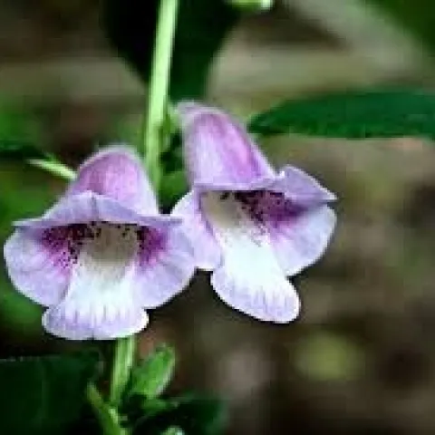 Sesame Flower