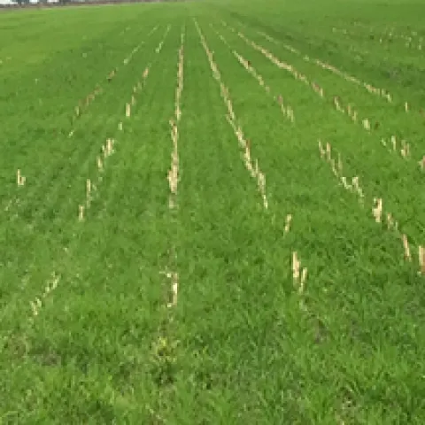 No till wheat corn