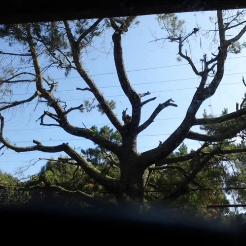 post pruning